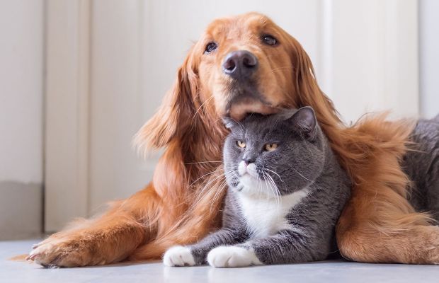Inteligência emocional de gatos e cachorros