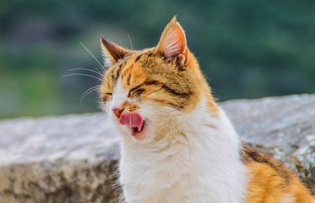 Ração para gato: amor e cuidado começam na alimentação