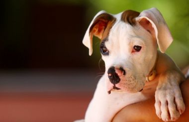 Cachorro roubado: saiba o que motiva o ato ilegal e como evitar