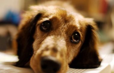 Erliquiose canina: conheça mais sobre essa doença