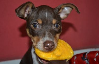 Cachorro pode comer manga? Descubra!