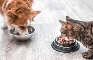 Como economizar com a ração do pet: encontre promoções