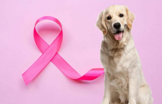 Saiba como prevenir o câncer de mama em pets