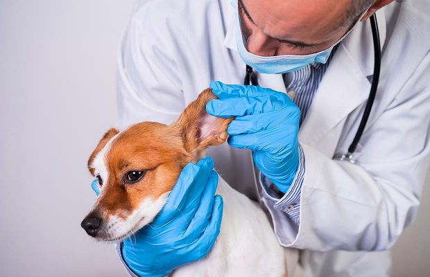 Dermatologia veterinária e o que ela pode fazer pelo seu pet