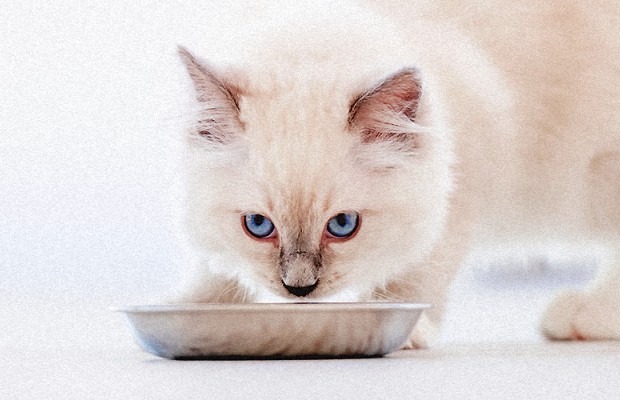 Filhote de gato pode comer ração de gato castrado?
