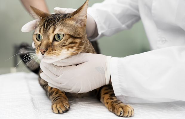 Os principais sinais de que seu pet pode estar doente