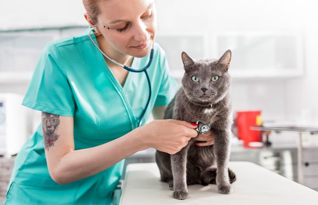 Conheça a medicina veterinária integrativa