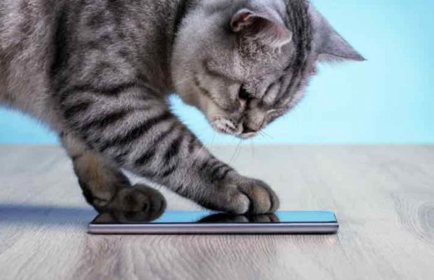 MeowTalk: aplicativo traduz o que os gatos falam. Conheça!