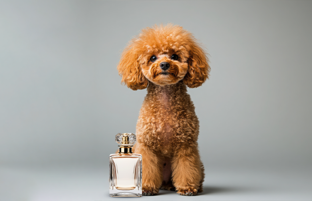 Você sabia que existe  perfume para pet?