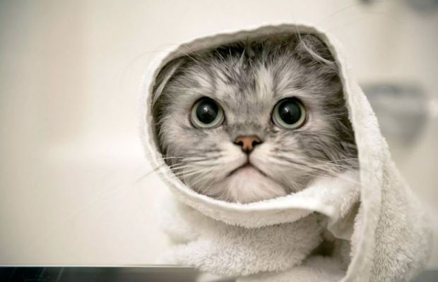 Confira dicas de como dar banho em gatos!