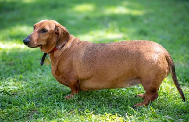 Obesidade em cães: quando devo me preocupar
