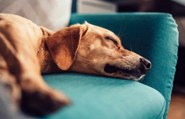 Cachorro estressado: como um dia ruim afeta o sono do seu pet
