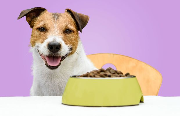 Alimentar cães idosos: eles precisam de atenção e cuidado