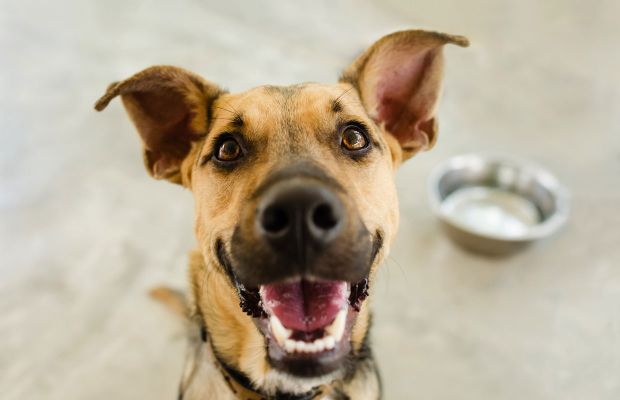 Cachorro comendo cocô: como lidar com a coprofagia