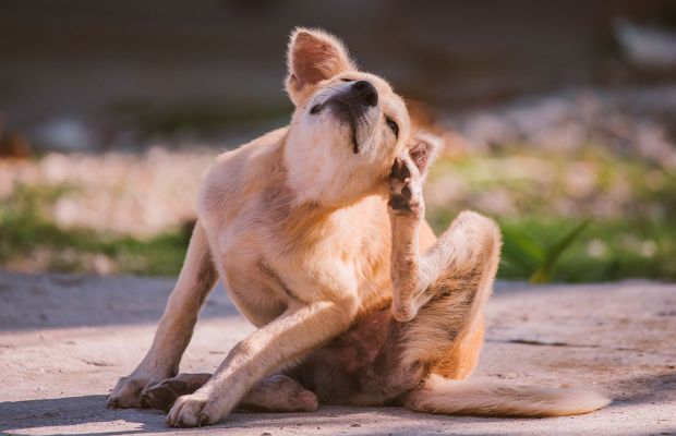 Dermatite canina: Como identificar, prevenir e controlar?