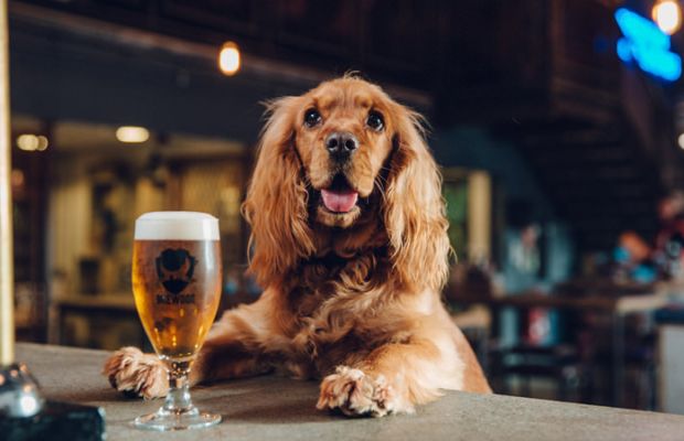 Cerveja para cachorro é tendência no mundo pet