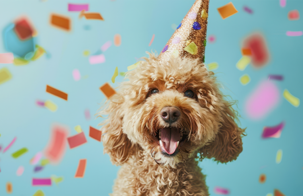 Dicas para festa de aniversário pet