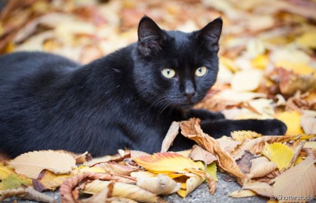 Mitos sobre o gato preto atrapalham adoção 