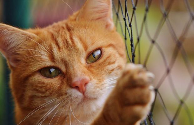 Como escolher a melhor rede de proteção para gatos