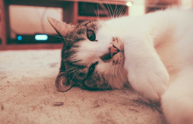 O cheiro de alvejante pode afetar os gatos?