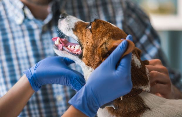 Frequência ideal de ida ao veterinário: cuide do seu pet