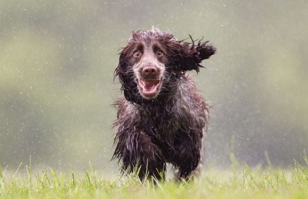 Cachorro e chuva: cuidados para além dos dias de sol