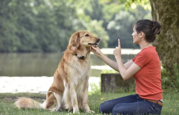 Adestramento positivo para cães: aprendizado e recompensa