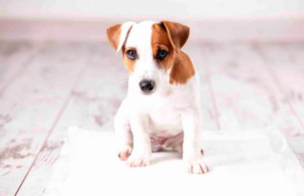 Saiba a melhor forma de aderir aos tapetes higiênicos para cães
