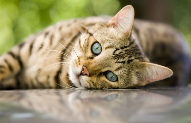 Problemas renais em gatos: entenda as diferenças e causas