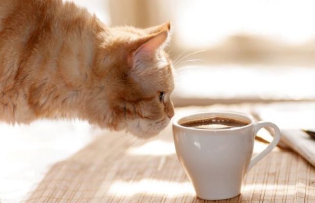 Será que pets podem beber café? Descubra aqui!