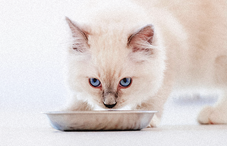 Filhote de gato pode comer ração de gato castrado?