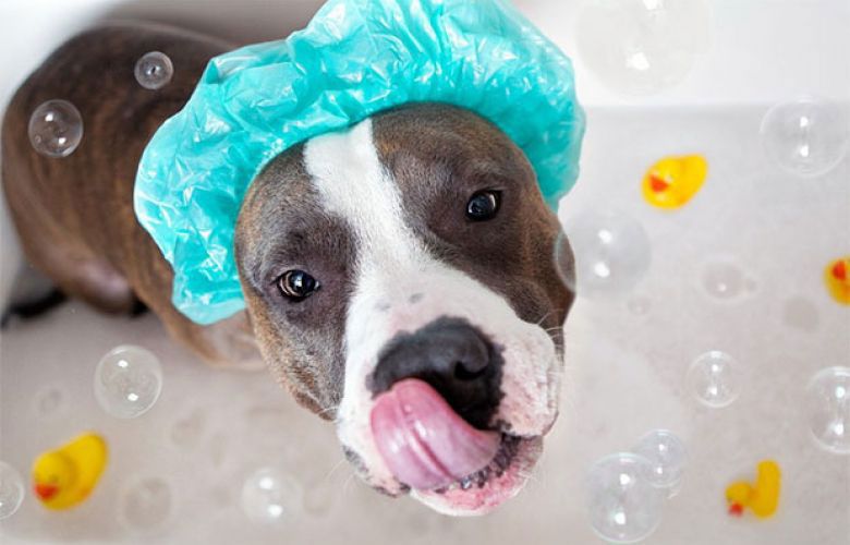 Qual a frequência ideal para dar banho em cães? 