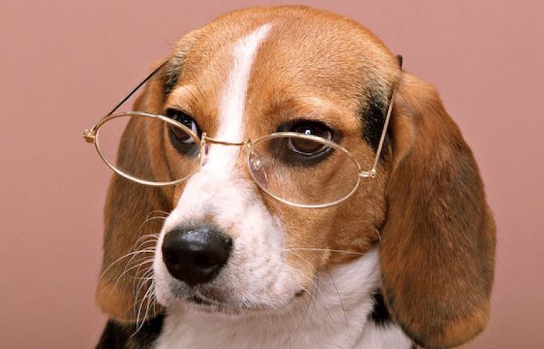Óculos para cachorro: charme ou saúde?