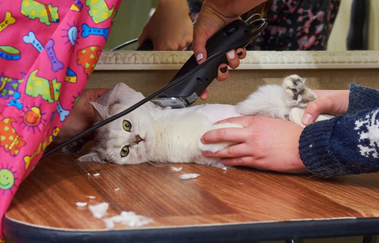 Tosa higiênica em gatos: os peludos precisam!