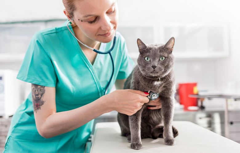 Conheça a medicina veterinária integrativa