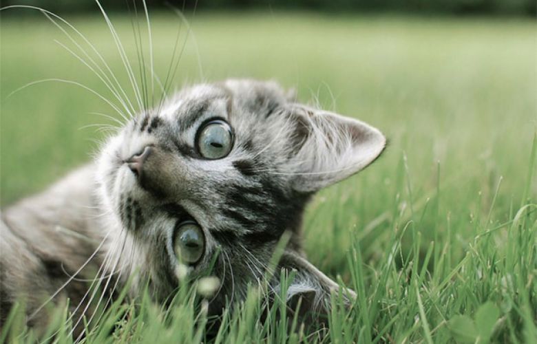 Qual o benefício de dar grama aos gatos? 