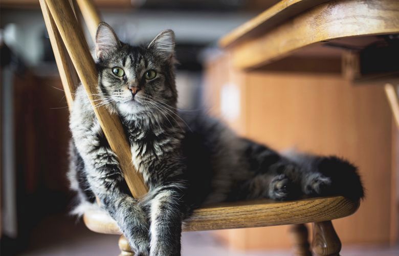 Quais ações podem prolongar a expectativa de vida dos gatos?