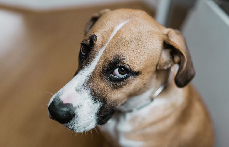 Cachorro com cara de dó faz parte da evolução