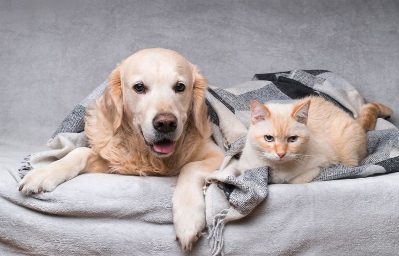 Cantinho do pet: como organizar tudo do seu cão ou gato