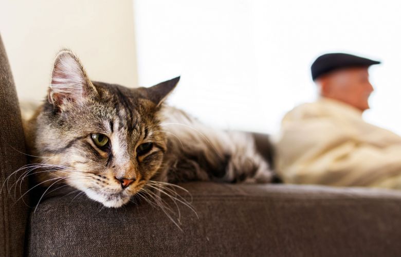 Adotar um gato mais velho: conheça as vantagens