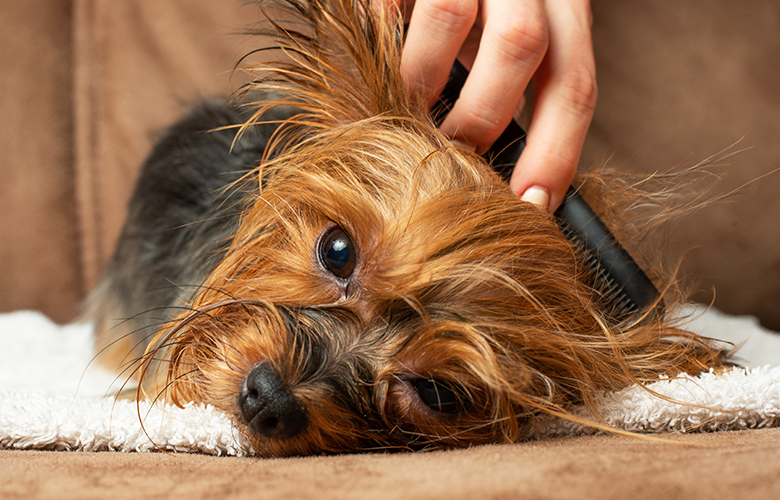 Como tirar pelos de roupas e da casa: dicas práticas para viver com pet