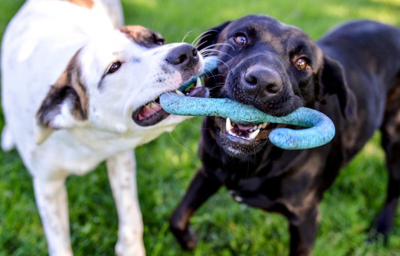Os principais nomes de cachorro de 2019 no Pet Censo