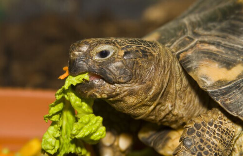 Comida para tartaruga e equilíbrio nutricional