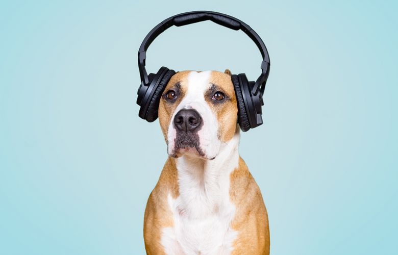 Playlist para pets no Spotify: experimente!