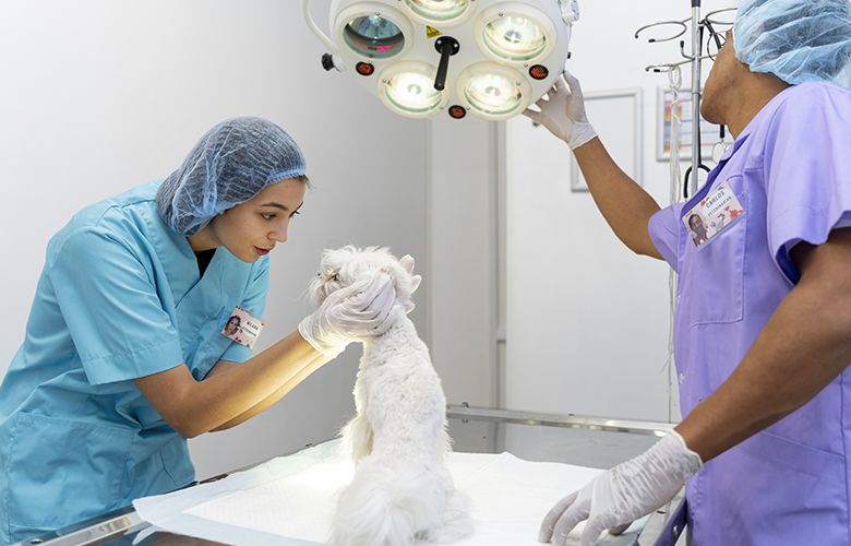 Por que o plano de saúde pet vale a pena?