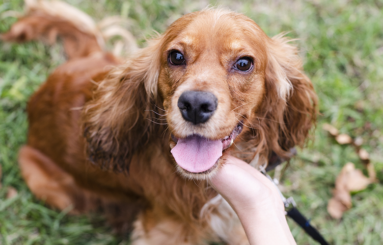 5 sinais de que seu pet precisa de mais atenção (e como melhorar essa conexão)