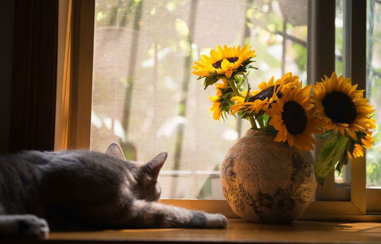 Como evitar e como tratar a pneumonia felina?