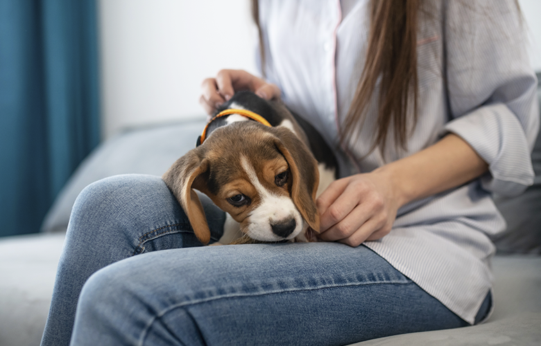 Sinais de que seu pet pode estar estressado