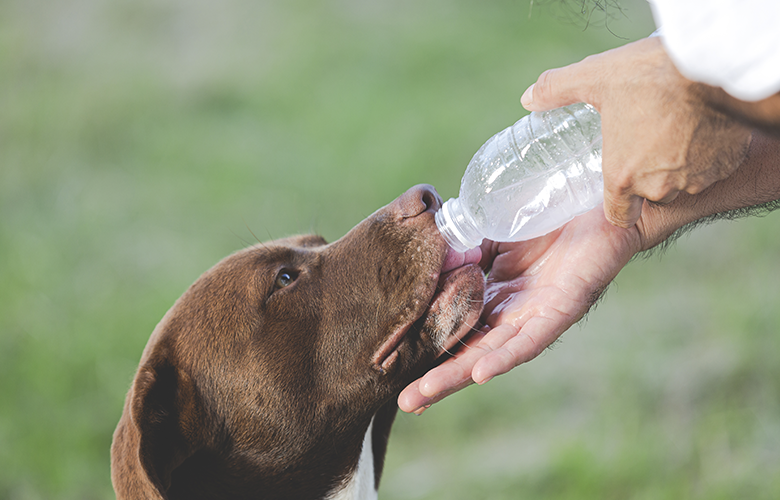 Verão e pets: como garantir o bem-estar do seu bichinho nos dias mais quentes