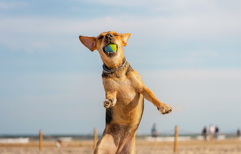 Pets e verão: dicas para aproveitar com segurança e diversão